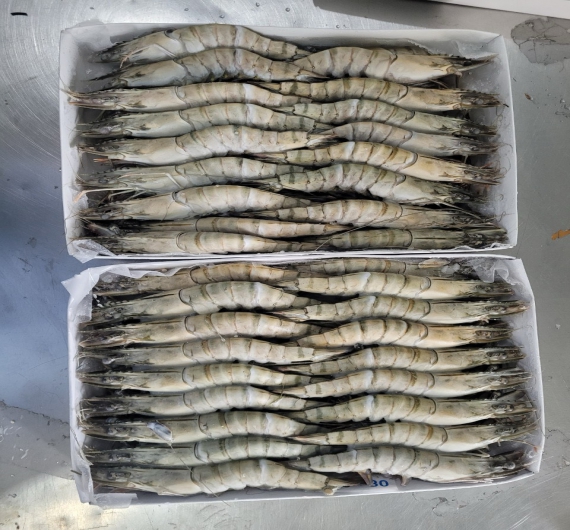 TÔM SÚ NGUYÊN CON ĐÔNG LẠNH
